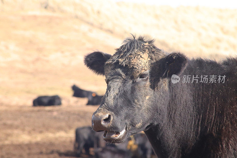 沙丘和海滩附近泥泞的田地里的肉牛