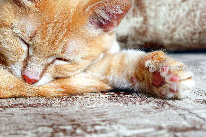 小姜猫在沙发上睡觉，伸出爪子，特写