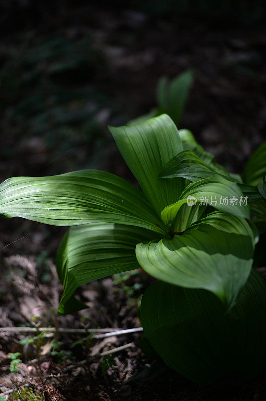 维拉特鲁姆·维里德