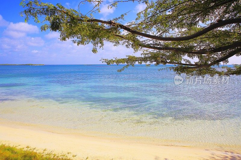 绿松石自然池，热带树下的海滩-阿鲁巴，加勒比海