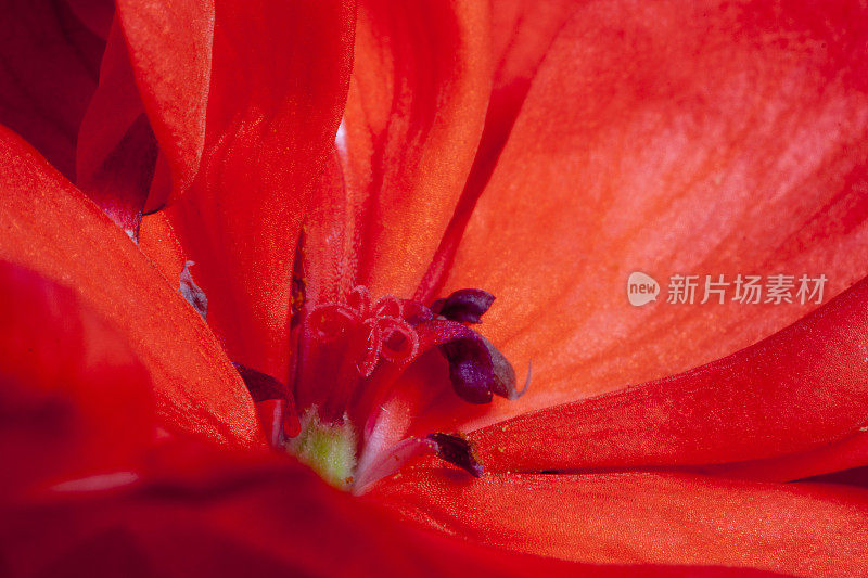 天竺葵花的花药和柱头的微距照片