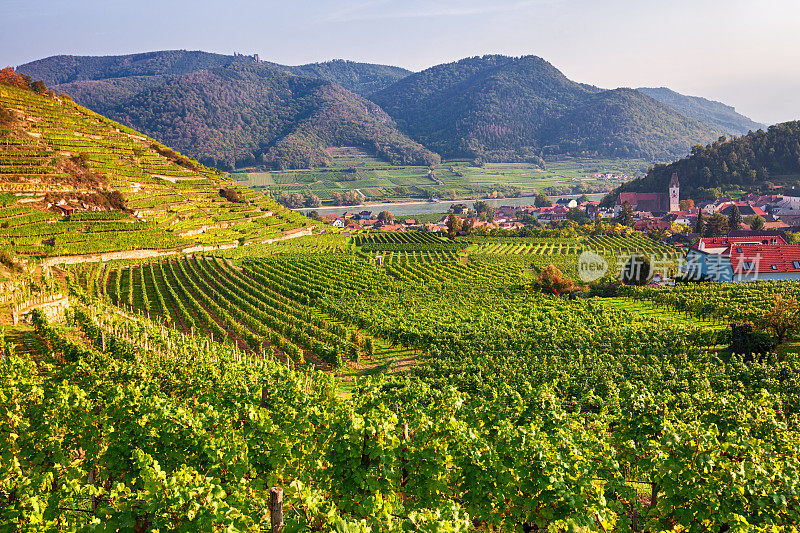 秋天的葡萄园周围的斯皮茨，瓦肖山谷，奥地利