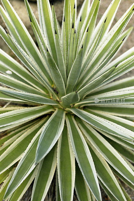 一个仙人掌植物的特写