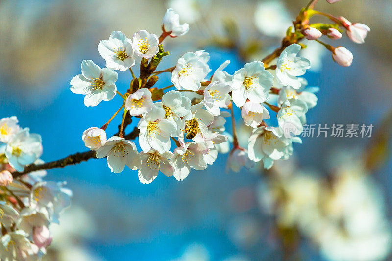 苹果树开花