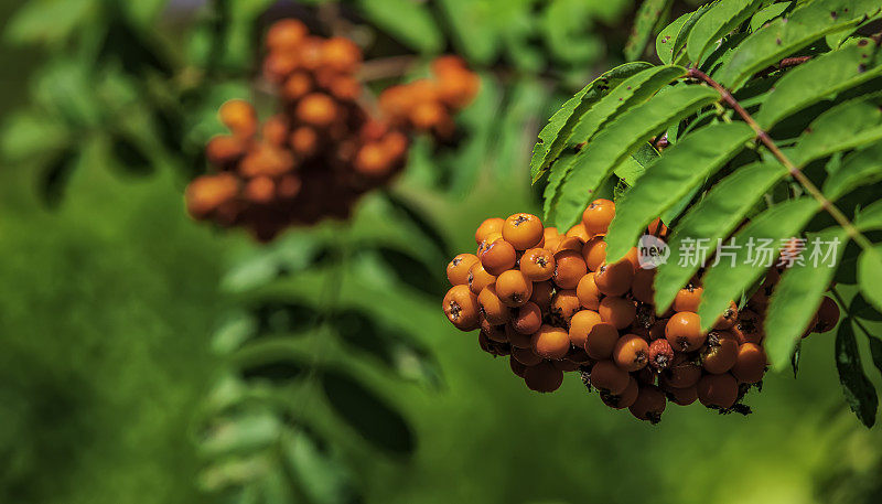 红花楸、花楸果、白蜡树(HDRi)