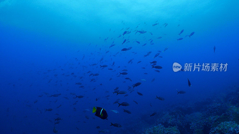 一群礁鱼在加拉帕戈斯群岛海面下游泳