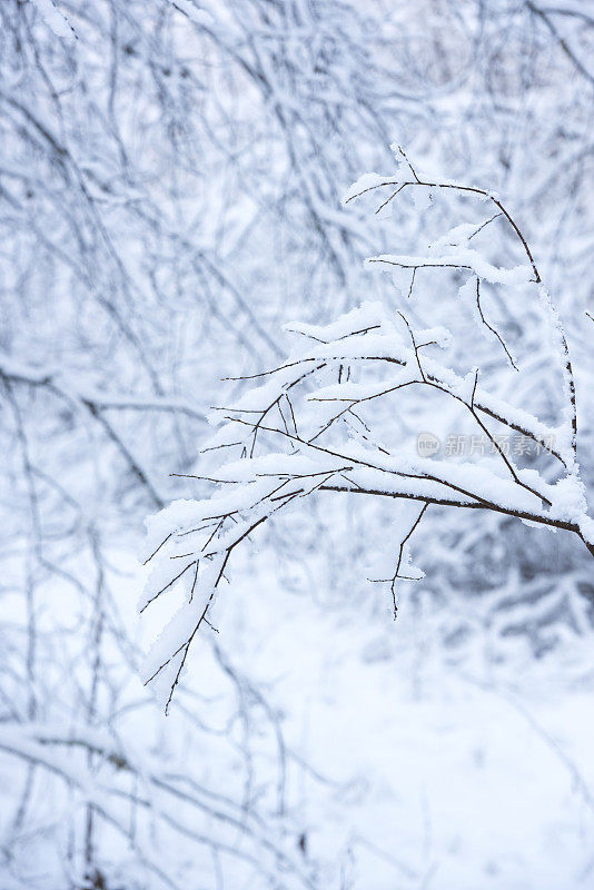 冬天，树枝被雪覆盖着