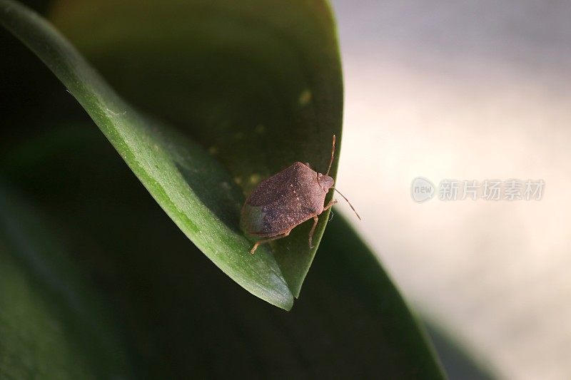 在植物叶子上的棕色大理石纹臭虫或大理石纹臭虫