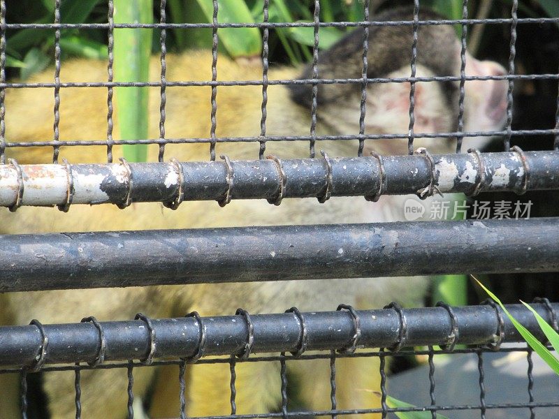 关在笼子里的松鼠猴