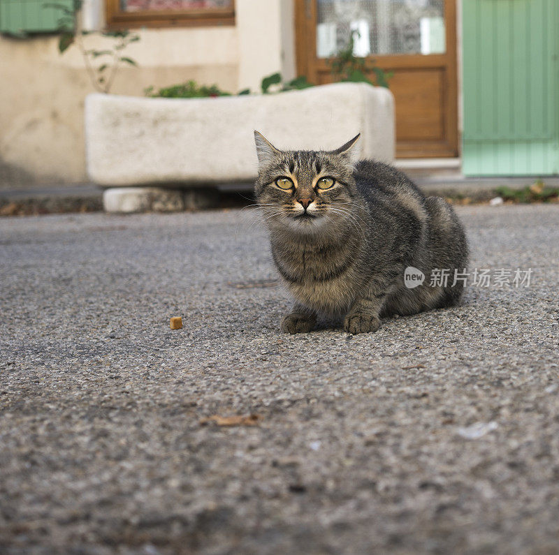 猫,宠物