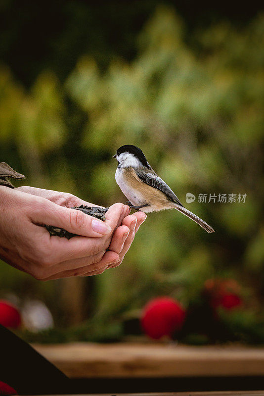 圣诞鸟，女人手中