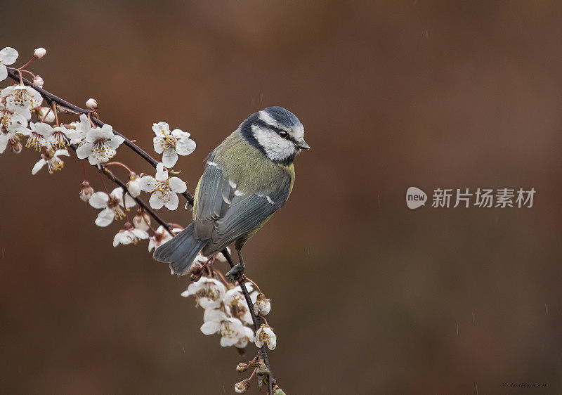 蓝冠山雀