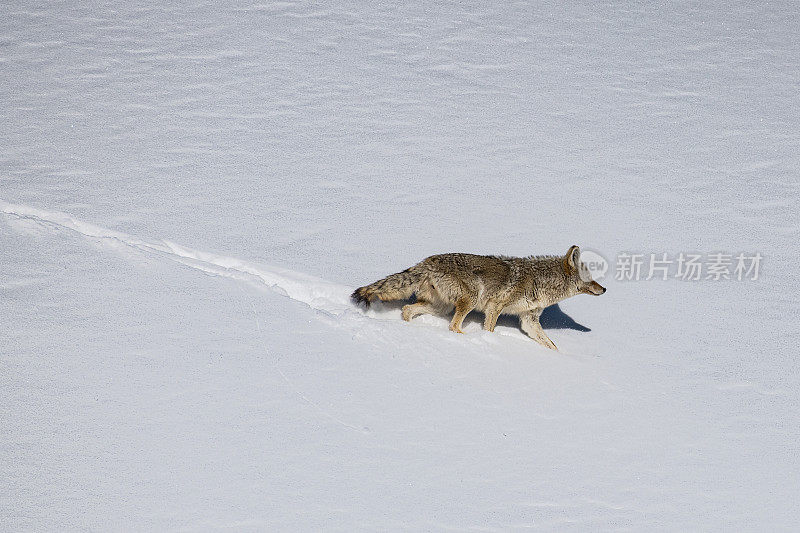 在黄石公园，一只土狼正在穿越三月深冬的积雪