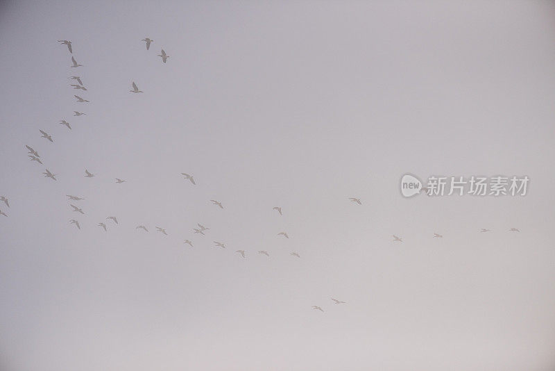 雾中的藤壶鹅