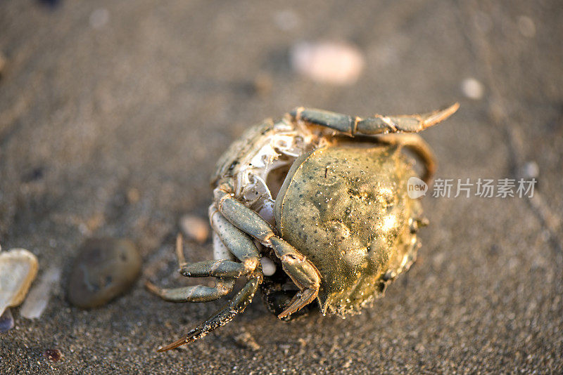 海滩上的死螃蟹