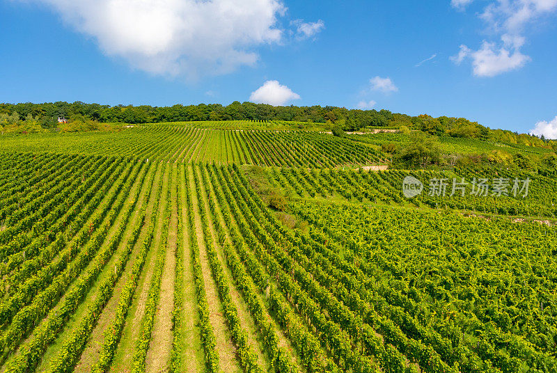 葡萄园在低森林纪念碑纪念碑Rüdesheim，德国