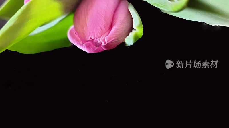 单瓣粉红色郁金香，黑色背景，空白