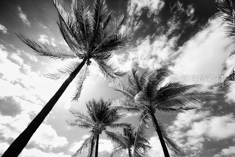 风暴棕榈树，迈阿密，佛罗里达。黑色和白色。