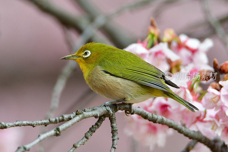 日本白眼睛享受吮吸樱花花蜜