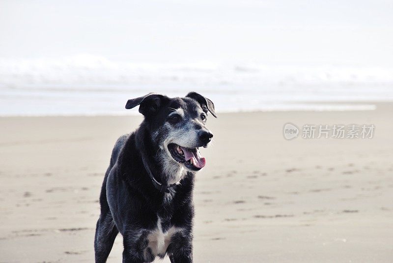 海滩上的新西兰猎犬