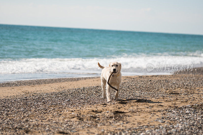 小金毛猎犬在沙滩上玩耍