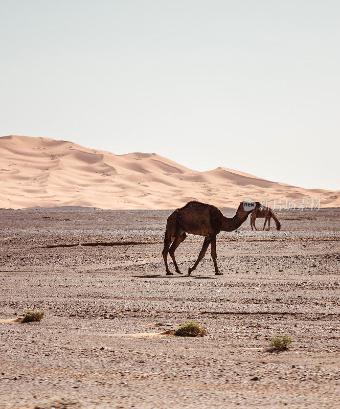 摩洛哥沙漠中的骆驼