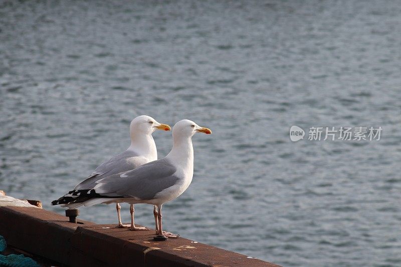 两只海鸥在港口的码头边