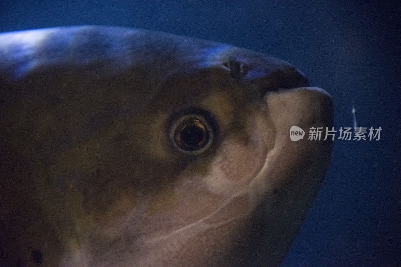 鱼在海里游泳的特写镜头