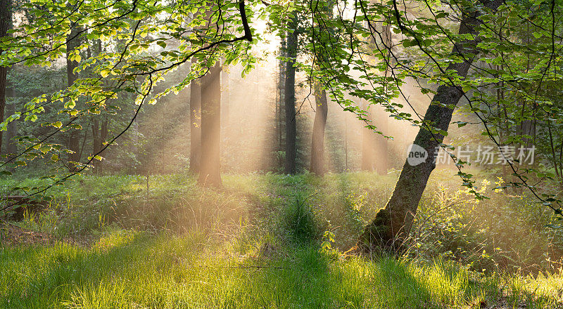 清晨的阳光在雾中的森林里