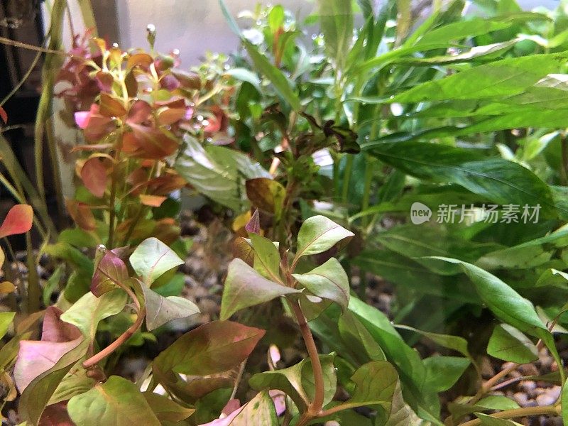 淡水水族馆植物