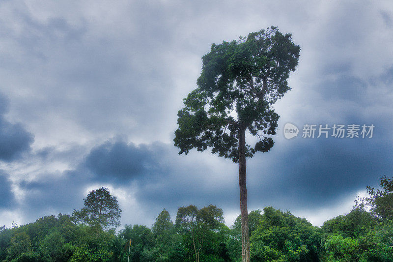 砍伐雨林一棵被橡胶种植园包围的环境问题