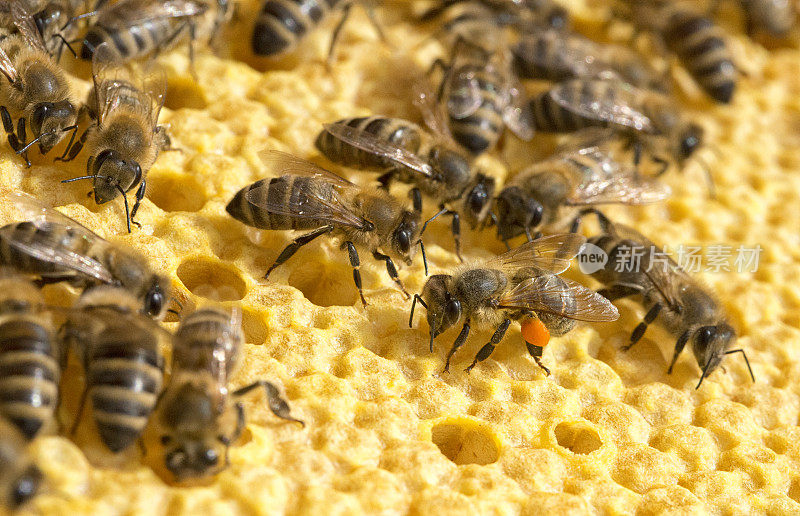 蜂房上的蜜蜂