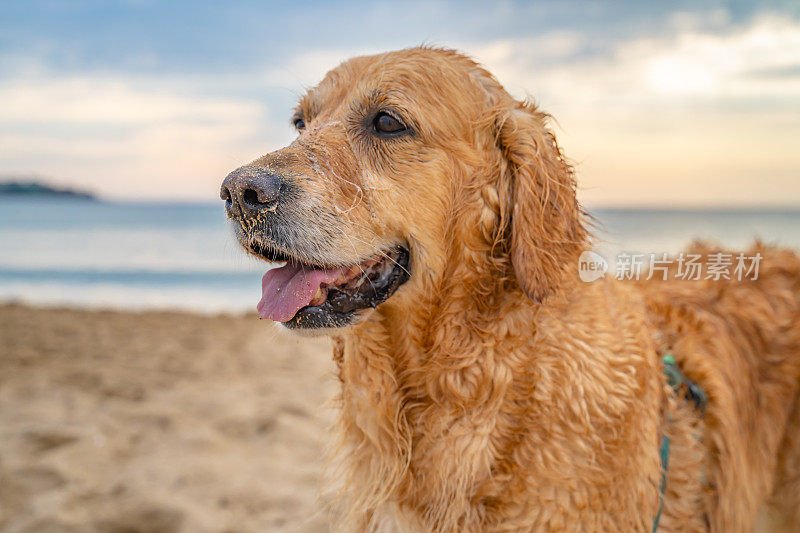 特写镜头湿漉漉的金毛猎犬站在沙滩上的日出肖像