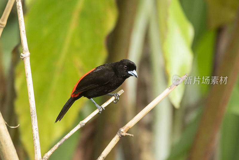 Passerini的tanager