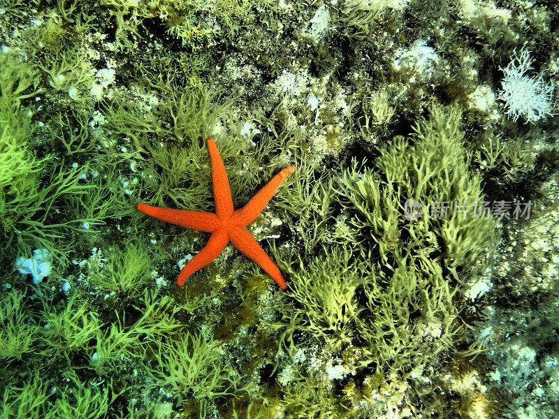 海洋植物上的地中海橙色海星(海星)