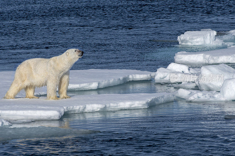 北极熊在斯瓦尔巴群岛的浮冰上行走