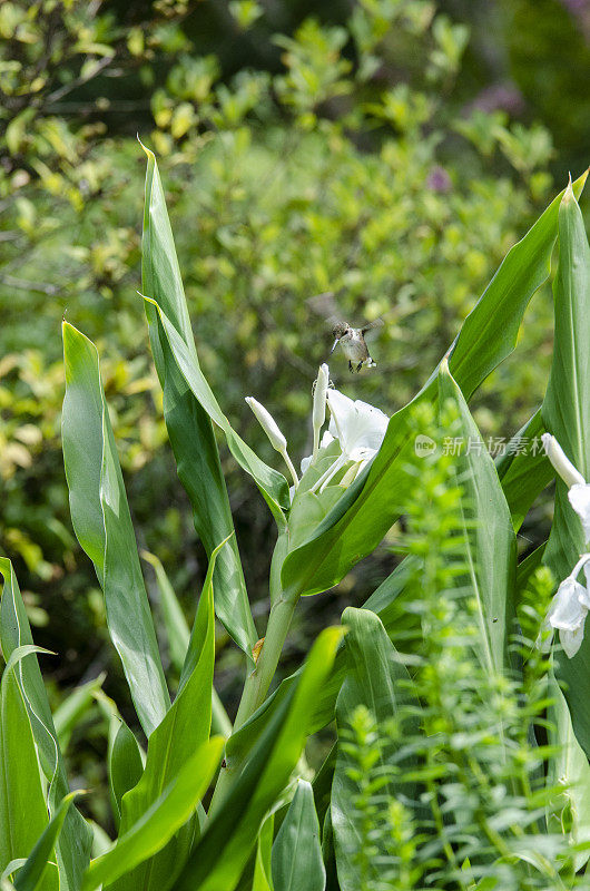 从热带植物中获取花蜜的蜂鸟