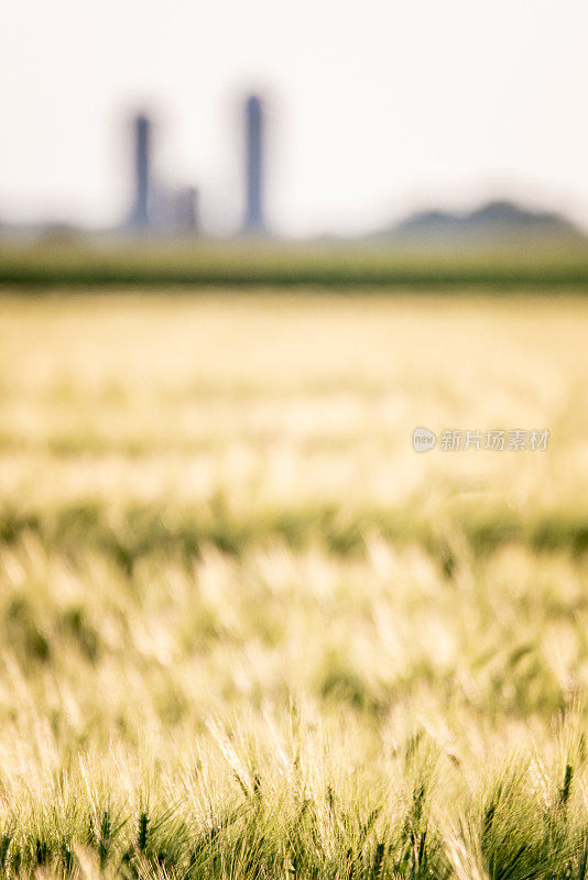 小麦在夏天