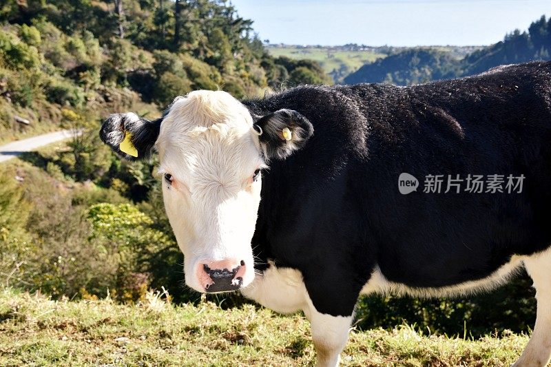 乡村场景中的牛