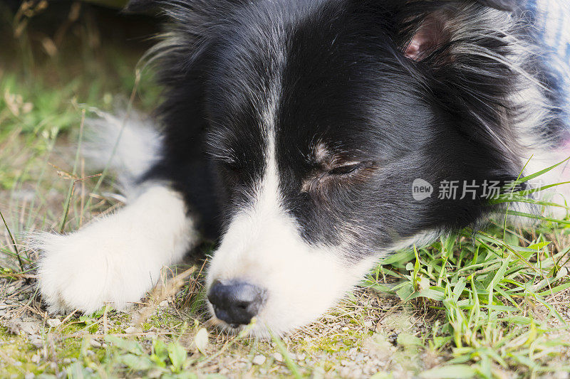 享受大自然的博德牧羊犬