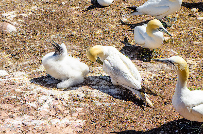 佩尔塞博纳旺蒂尔岛的幼塘鹅和成年塘鹅(加斯佩西)
