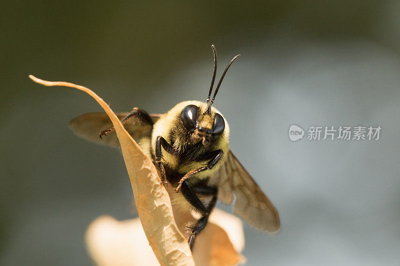 大黄蜂紧紧抓住枯叶。
