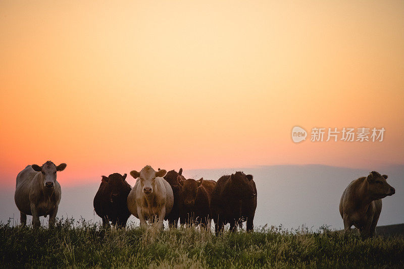 一小群奶牛站在草地上