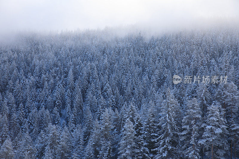 冬针叶林雪松。山顶的高山景观。阿尔卑斯山滑雪区。欧洲滑雪胜地。