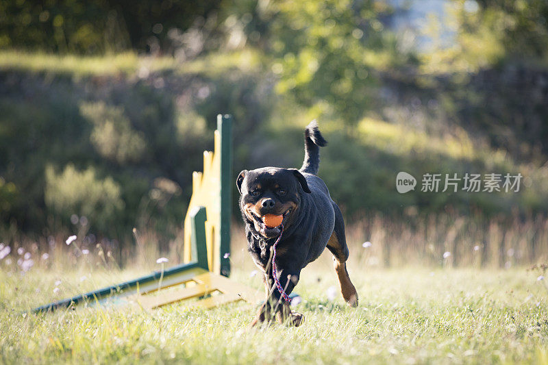 在狗狗游乐场，嘴里叼着球的罗威纳犬