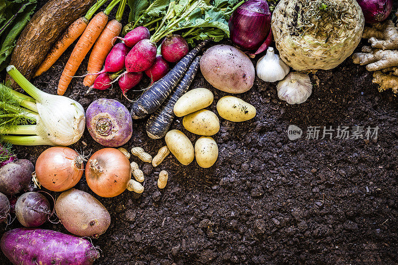 健康食品:有机根，豆类和块茎植物。