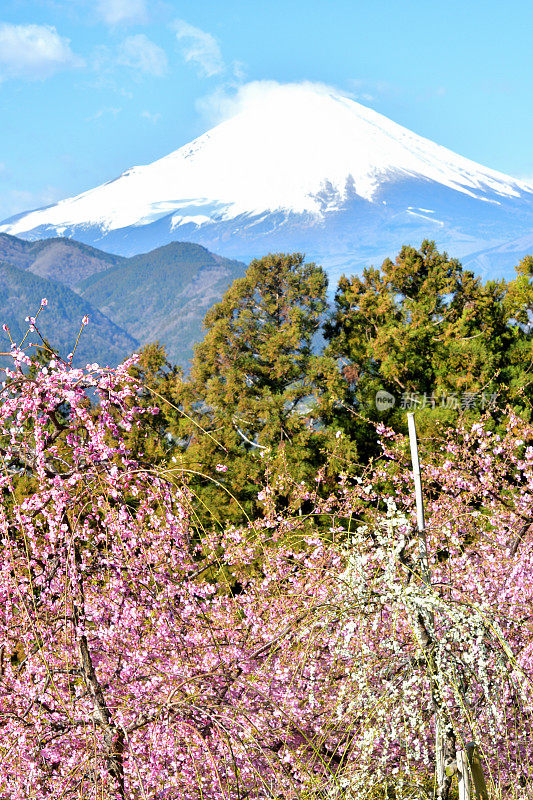 富士山和粉红哭泣梅花