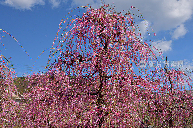 粉白垂梅花盛开在索加贝修梅花林中