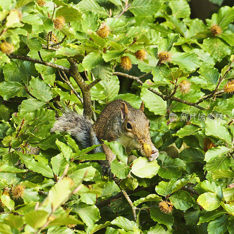 一只灰松鼠在收集山毛榉坚果
