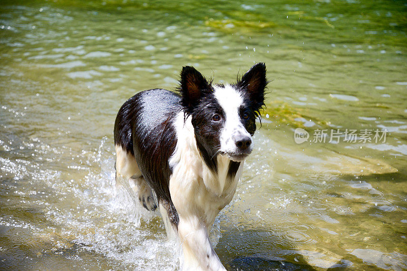 狗在湖里游泳